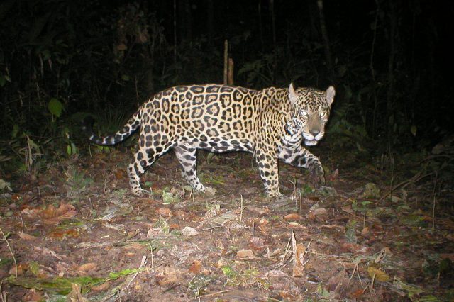 Mira Lo Que Captó Una Cámara Trampa En Pacaya Samiria Fotos Rumbos De Sol And Piedra 2707