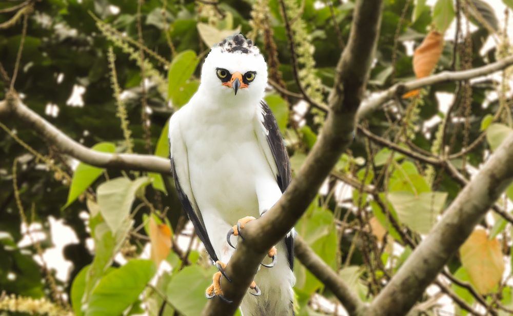 Registran águila blanca y negra en la Reserva Nacional Allpahuayo Mishana –  Rumbos de Sol & Piedra