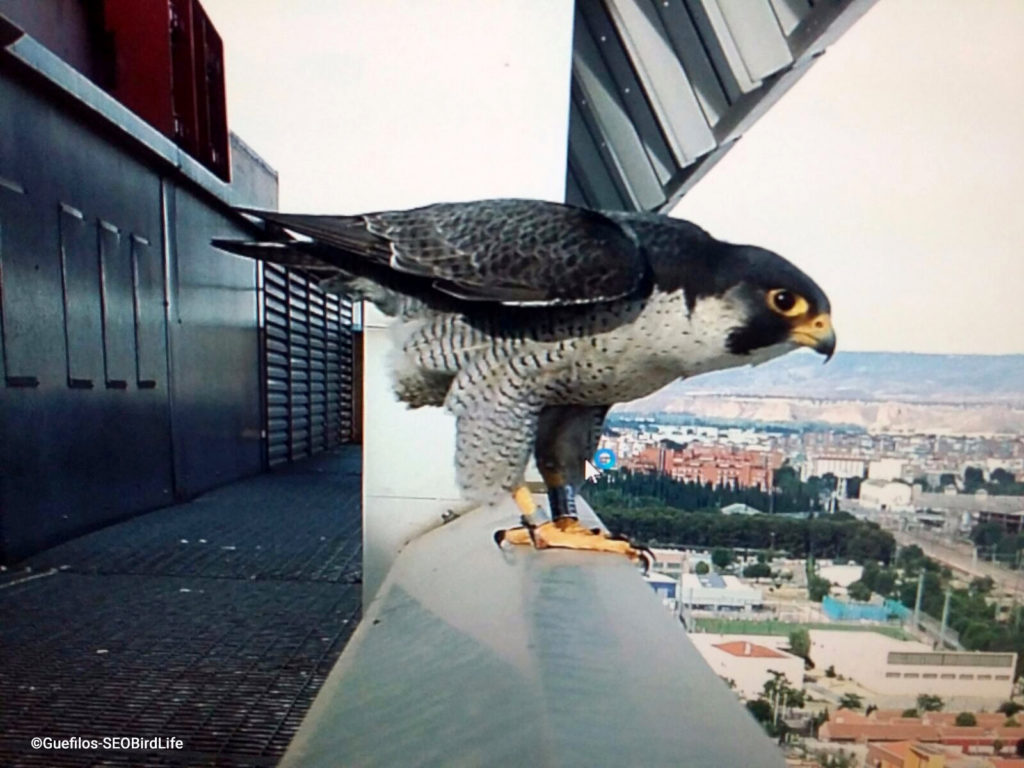 Global Big Day Peru Anima A Observar Aves Desde Casa En Plena Cuarentena Obligatoria Rumbos De Sol Piedra